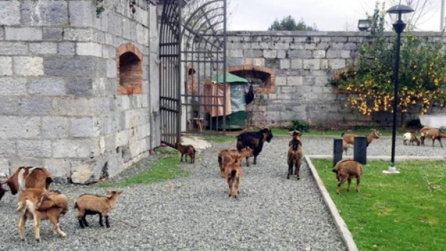 Adottate nelle fattorie&rdquo; Cos&igrave; si salvano le capre dell'isola di ... - lastampa.it