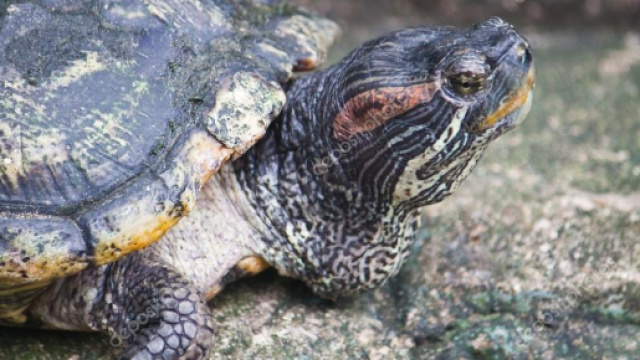 tartaruga orecchie rosse &mdash; Foto Stock &copy; satit_srihin #32225175 - depositphotos.com