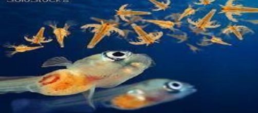 &iquest;Sabes qu&eacute; es la Artemia salina?