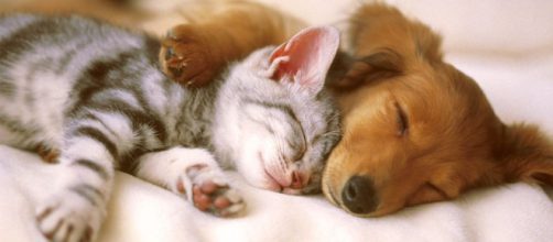 &iquest;Perro o gato? Esa es la pregunta