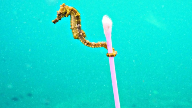 Siamo in un mare di plastica, 100 milioni di cotton fioc