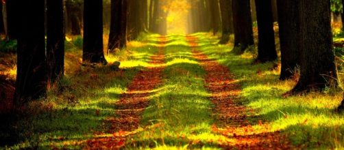 Date un ba&ntilde;o de naturaleza para reducir el estr&eacute;s