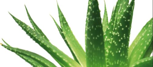 Aloe vera pode prevenir e curar v&aacute;rias enfermidades.