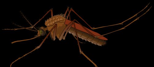 Illnesses surge from dangerous insect bites. - [Image via: female.svg - Wikimedia Commons]