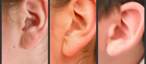 La herencia de las generaciones: L&Oacute;BULO DE LA OREJA - blogspot.com