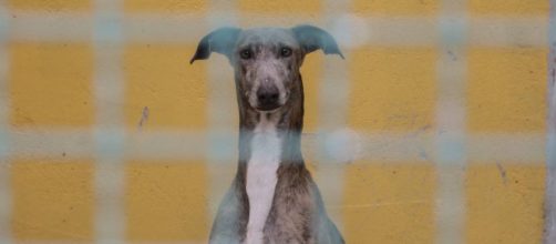 Sepa c&oacute;mo actuar si encuentra un animal solo que parece estar perdido o abandonado.