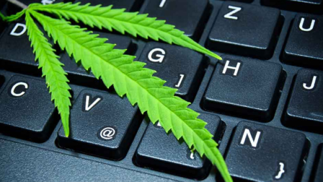 Cannabis legale in ufficio, l'idea a Rimini - deejay.it