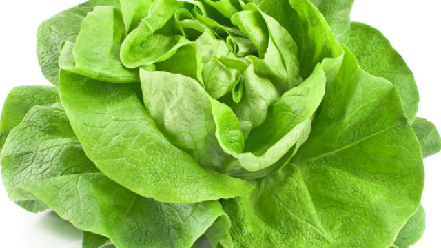 Epidemia lattuga killer: 120 casi di infezioni ed un morto negli Stati Uniti