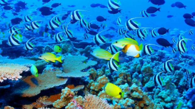 Hawaii: vietate creme solari per salvare ecosistema marino