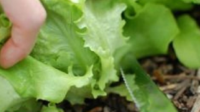 Lattuga killer immagine google