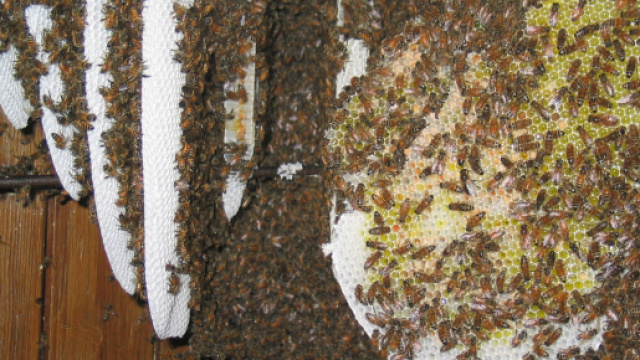 Un essaim d'abeilles nich&eacute; entre volets et fen&ecirc;tre au Ch&acirc;teau de la Faurie &agrave; Saint-Alban-d'Ay