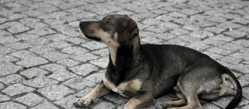 Peculiar celebraci&oacute;n del d&iacute;a del perro - redanimalia.com