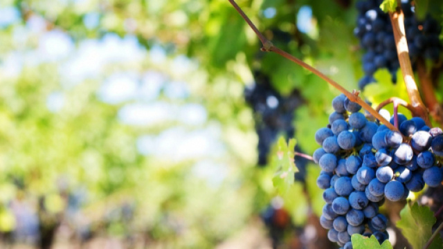 Dazi Usa: tra i settori a rischio anche l'agroalimentare italiano