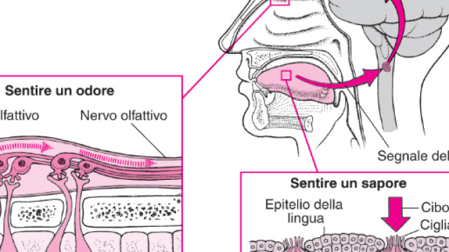 Il cervello percepisce i sapori da segnali mandati dalla lingua