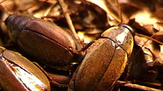Il latte prodotto dalle blatte sar&agrave; il superfood del futuro?