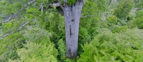 Tāne Mahuta, de Nueva Zelanda, el &aacute;rbol gigante que reduce el llanto de los visitantes