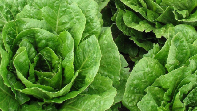 Allerta lattuga contaminata: pi&ugrave; di 100 persone contagiate da escherichia coli
