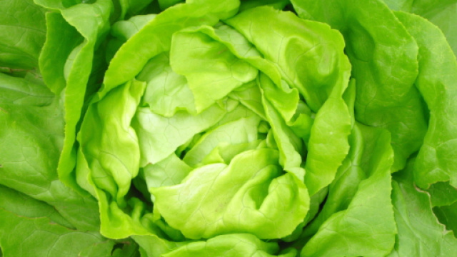 Lattuga killer: pi&ugrave; di 120 casi di intossicazione segnalati nelle ultime settimane