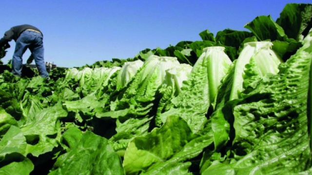 Lattuga killer, primo morto negli Stati Uniti dopo 112 casi di ... - corriereadriatico.it