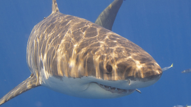 Lo squalo bianco &egrave; una delle specie pi&ugrave; temute in Australia.