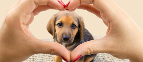 Mascotas: un regalo con cierto compromiso