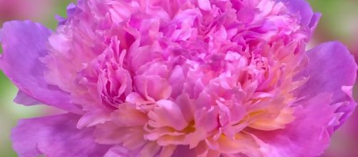 A pretty flower. - [BaLu - Relaxing Nature / YouTube screencap]