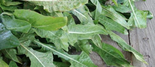 Achicoria: Propiedades y beneficios medicinales para la salud - saludeo.com