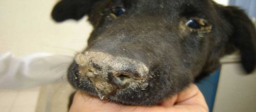 El distemper es una enfermedad contagiosa con s&iacute;ntomas variados