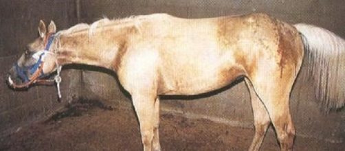 El t&eacute;tanos produce una par&aacute;lisis r&iacute;gida descendente por efecto de una neurotoxina bacteriana