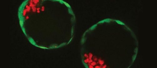 &iexcl;Incre&iacute;ble embri&oacute;n completamente articial! &iquest;Ser&aacute; el fin de la infertilidad?