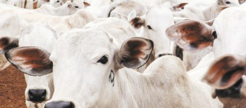 Es una enfermedad viral de alta transmisibilidad que afecta a los animales ungulados