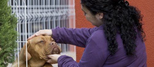 Por qu&eacute; nos sentimos tan apegados a nuestros perros