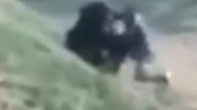 Forogramma originale tratto da un video dell'accaduto in cui un orso sbrana un uomo