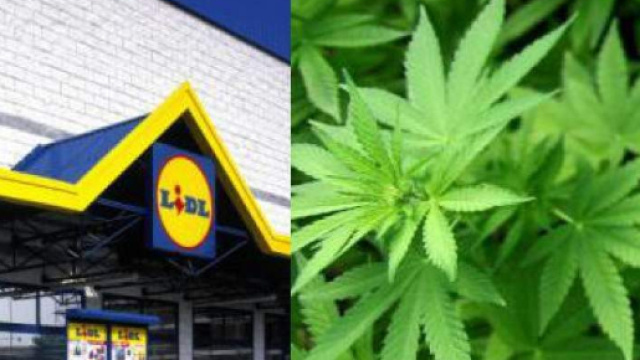 La cannabis legale sar&agrave; venduta nei supermercati Lidl