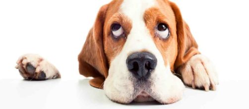 Alimentos que jamas debes darle tu perro