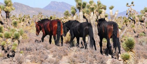 Feral horses in the Cold Creek, Spring Mountains, Nevada (Image credit &ndash; Del Brown, Wikimedia Commons)