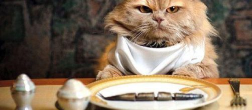 Gato comiendo, no todo lo que come es bueno para &eacute;l