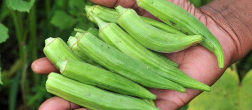La okra tambi&eacute;n denominada quimbomb&oacute;, qumbio, gumbo, bamia o algalia es una vaina de color verde