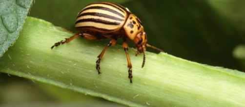 Scydosella musawasensis, el animal m&aacute;s peque&ntilde;o del mundo