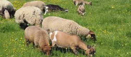 Una herida sirve de puerta de entrada al agente causal