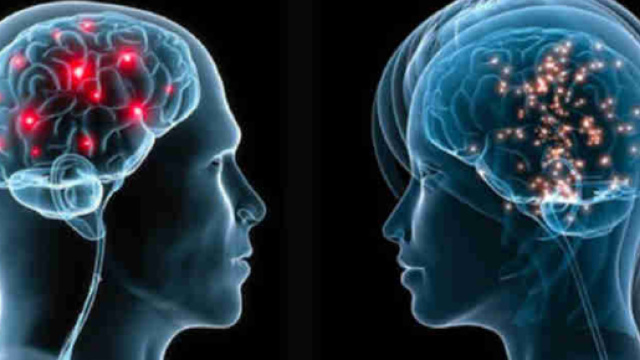 In alto, un cervello umano e i suoi neuroni