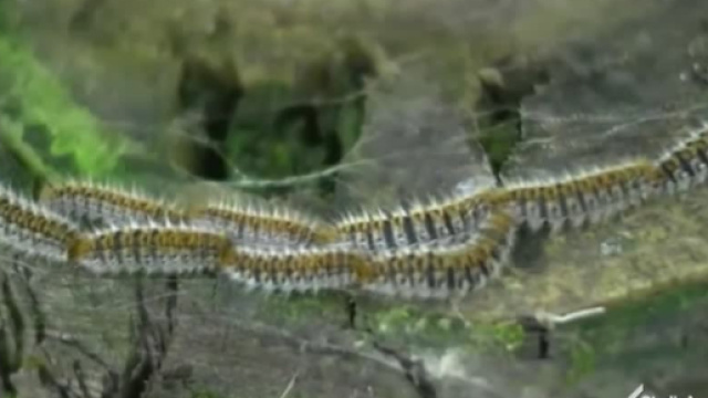 Londra e l'invasione dei bruchi