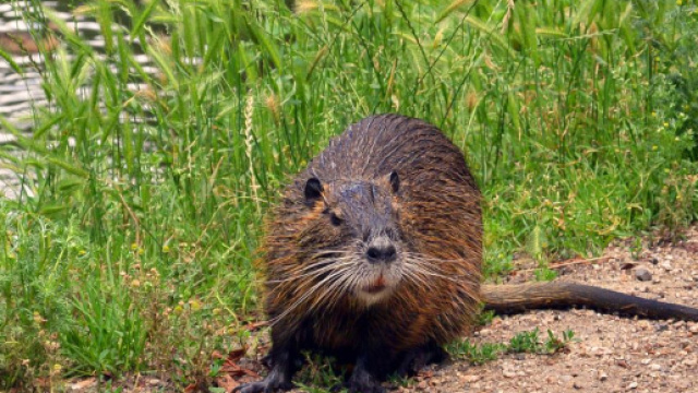 Mangia una nutria marinata, sindaco sotto accusa
