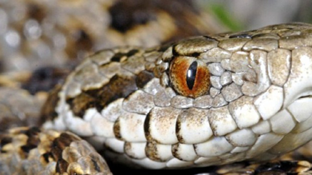 Vipera ursinii (vipera dell'Orsini) dettaglio del capo.