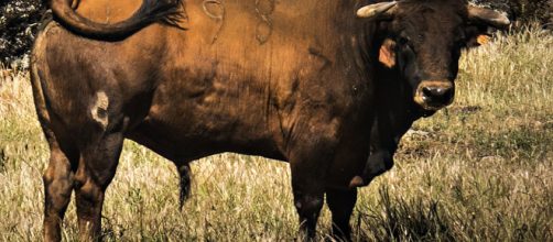 Amino&aacute;cido tambi&eacute;n mejora la inmunidad, tiene acci&oacute;n diur&eacute;tica y previene la diabetes