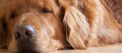 Como Tratar el Hematoma en las Orejas de los Perros - mercola.com