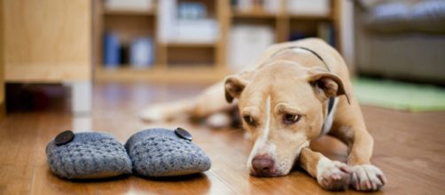 Duelo en una mascota: Tips, Fotos y V&iacute;deos de Duelo en una mascota - com.co