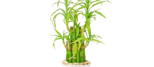 El Bamb&uacute;, la planta de la suerte