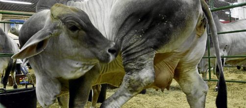 Garrapata en bovinos, factor limitante en su producci&oacute;n - larepublica.co