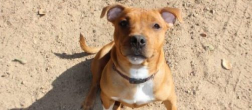 Displaying items by tag: curiosidades caninas - Perritos HC - perritoshc.mx